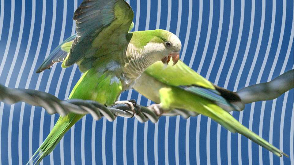 Monk parakeets land on a wire near their nest on Pelham St. in Milford on 6/9/2005.