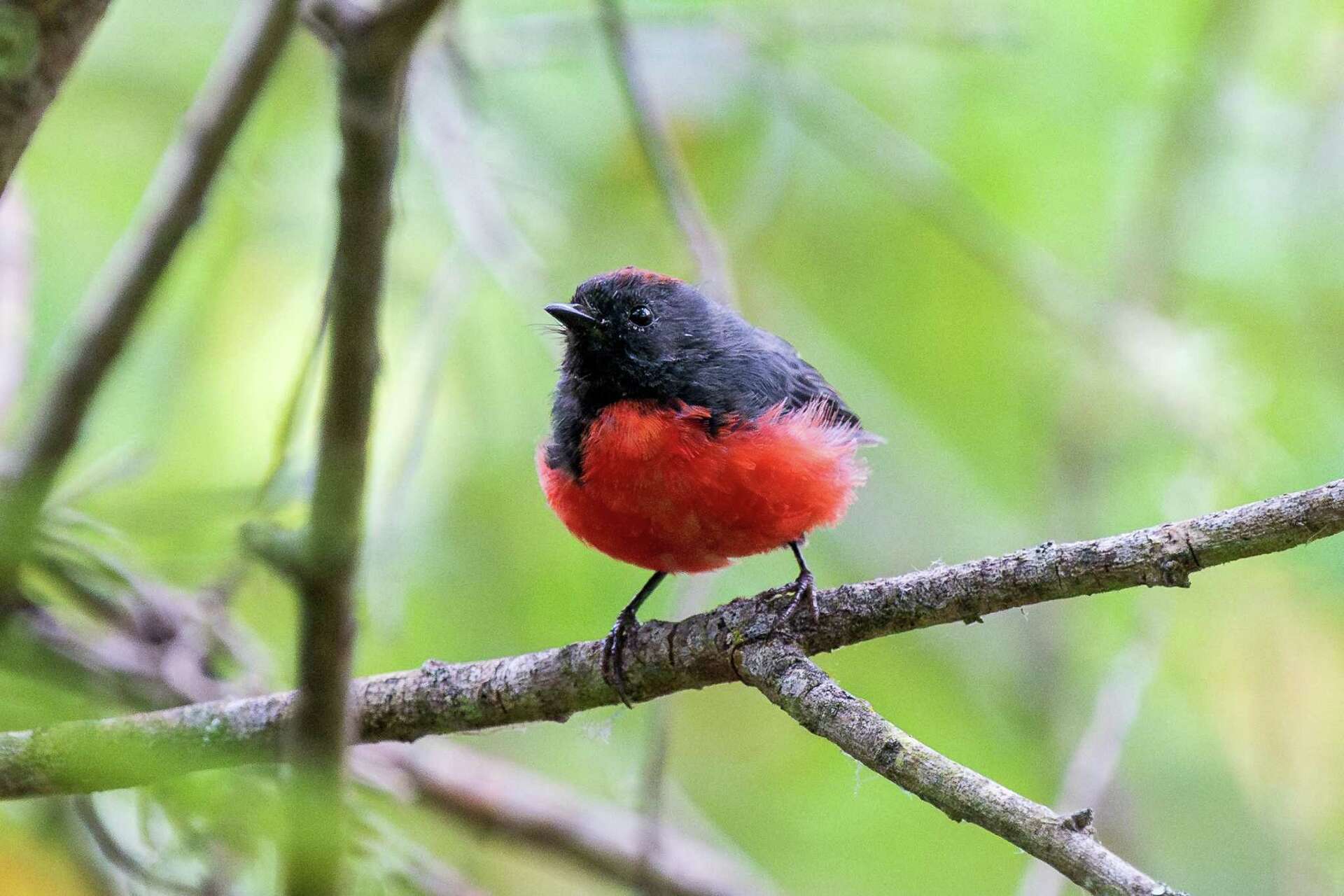 Rare Bird Sighting California