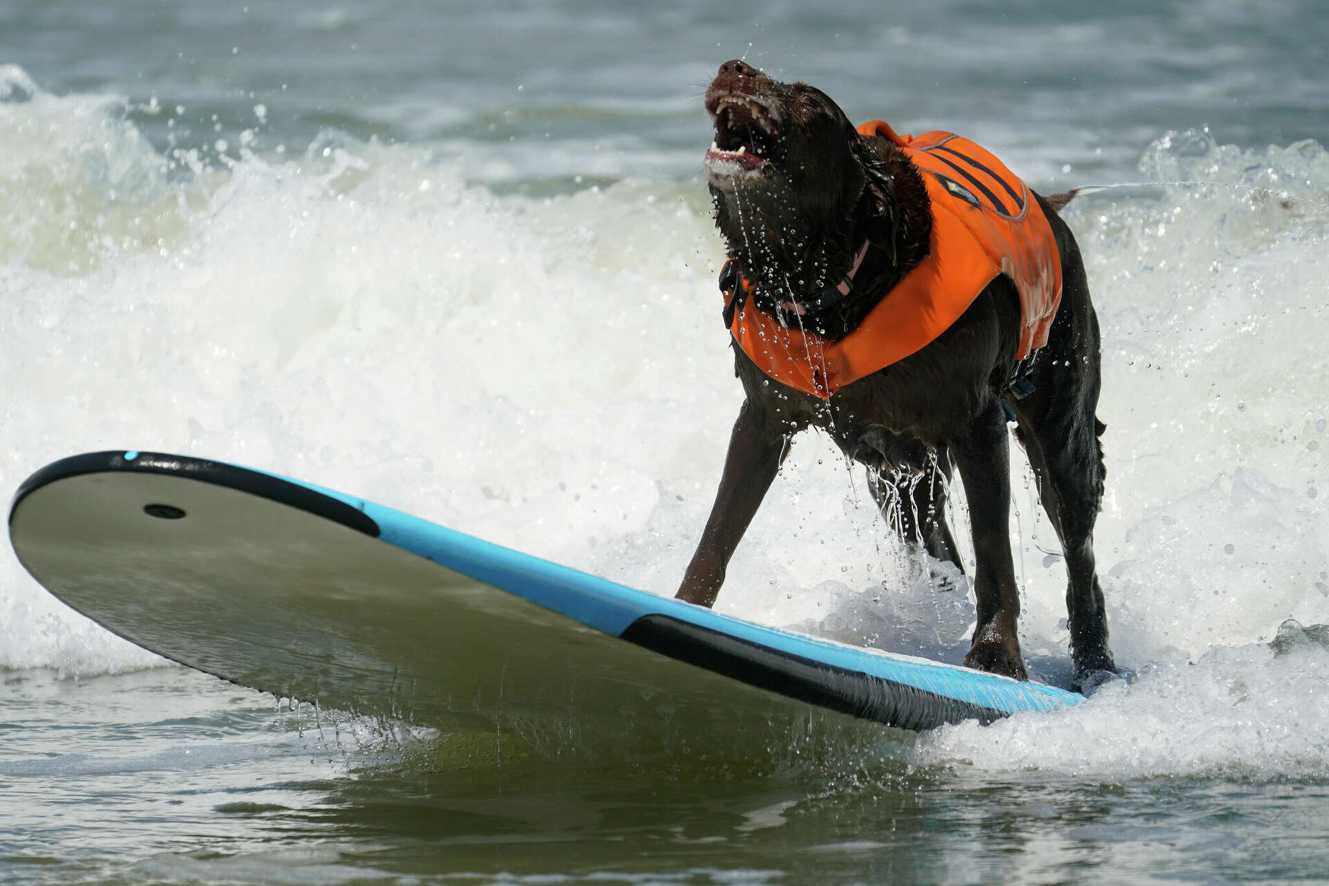World Dog Surfing Championships draws thousands to Bay Area beach