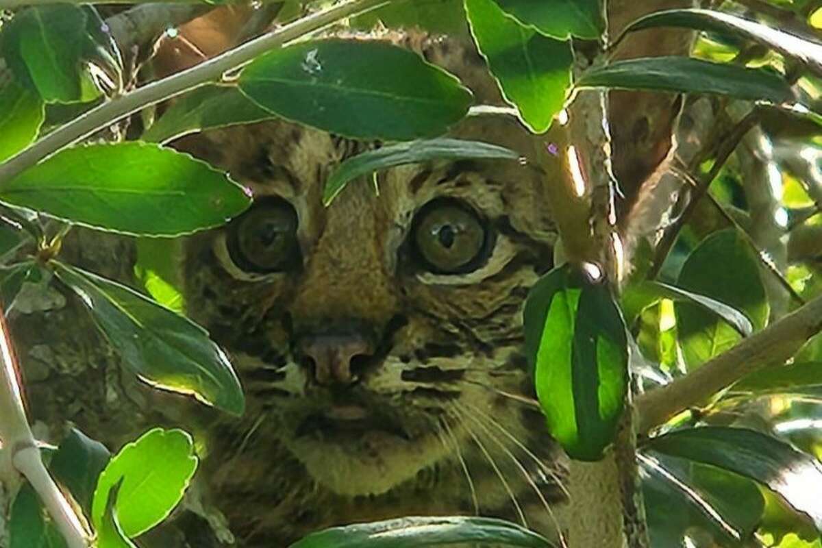 Two baby bobcats were recently spotted with their mother by staff at Village Creek State Park. 