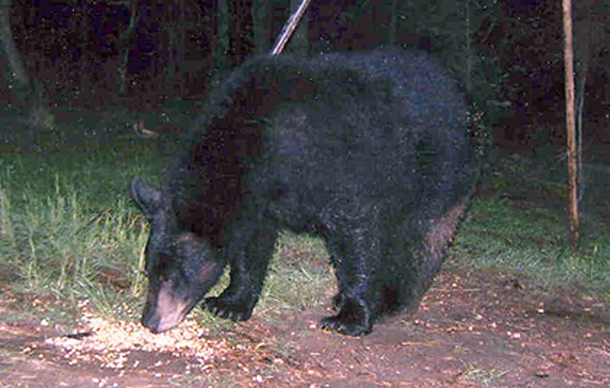 black-bears-existence-in-east-texas-may-depend-on-love