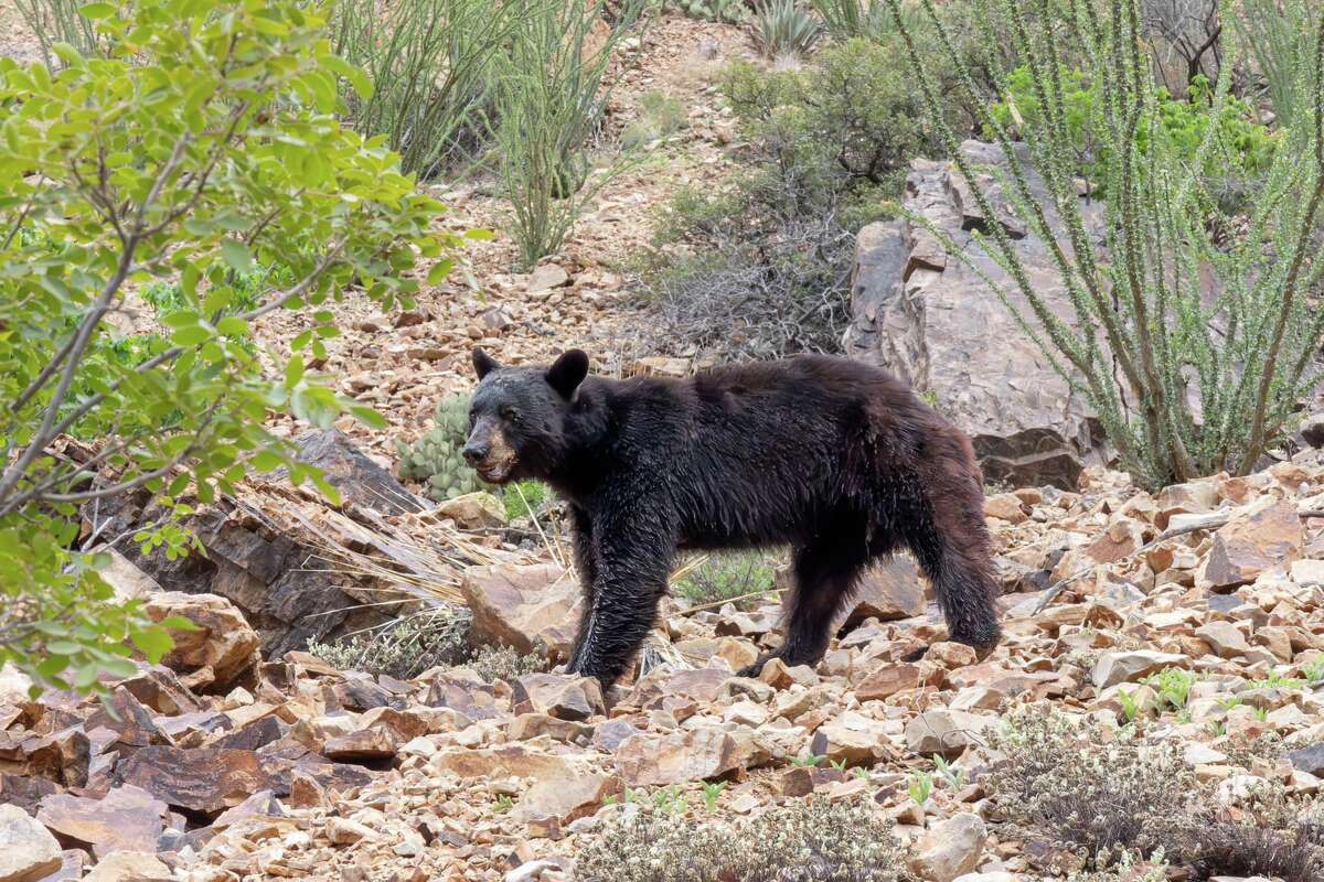 Ashlea Roquemore encountered a rare black bear while hiking an unmarked trail at Big Bend National Park over the weekend. 