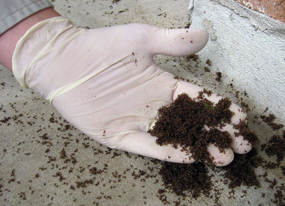 Task force takes on crazy rasberry ants