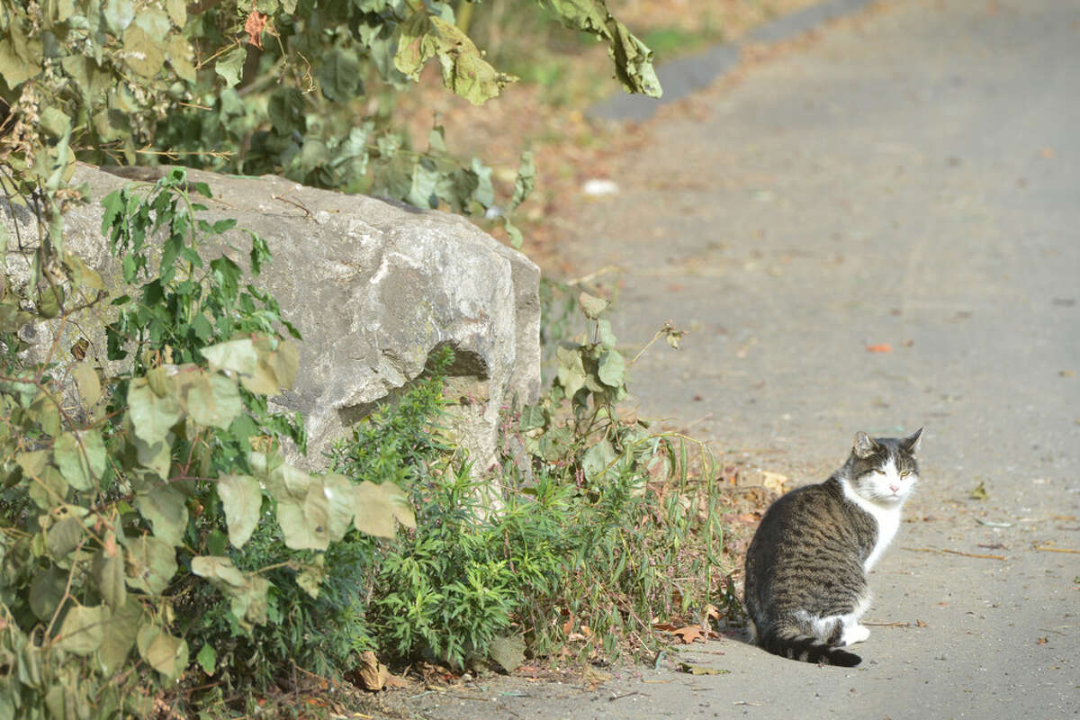 Feral cats have overtaken an Old Greenwich neighborhood. Will the town require registration?