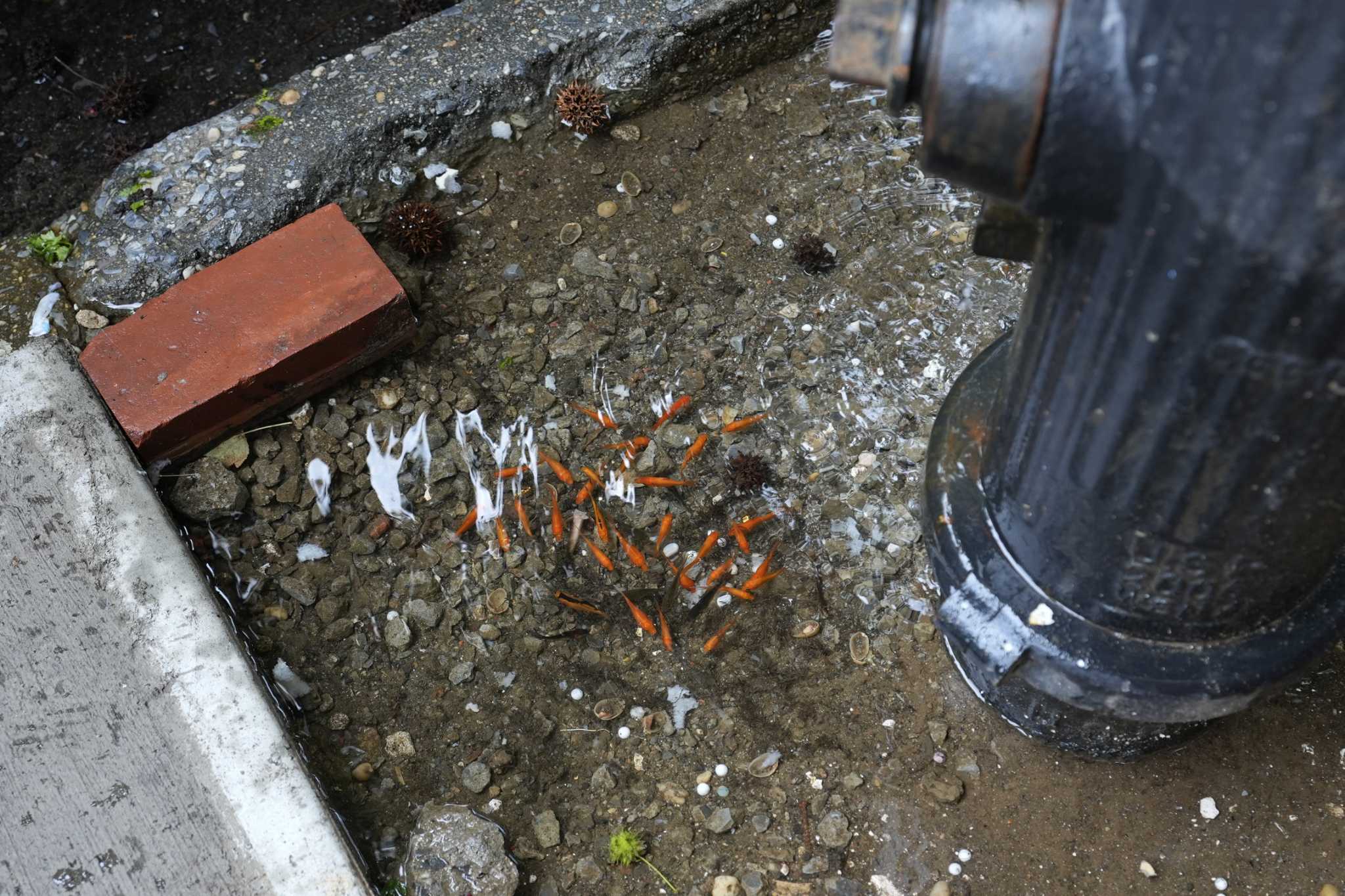 A homemade aquarium appeared in a tree bed in Brooklyn. Then came the goldfish screw