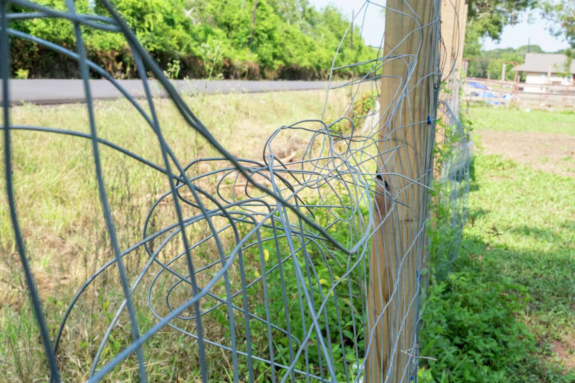 Waterstone Ranch Turkish Farm struggling to recover after Beryl damage