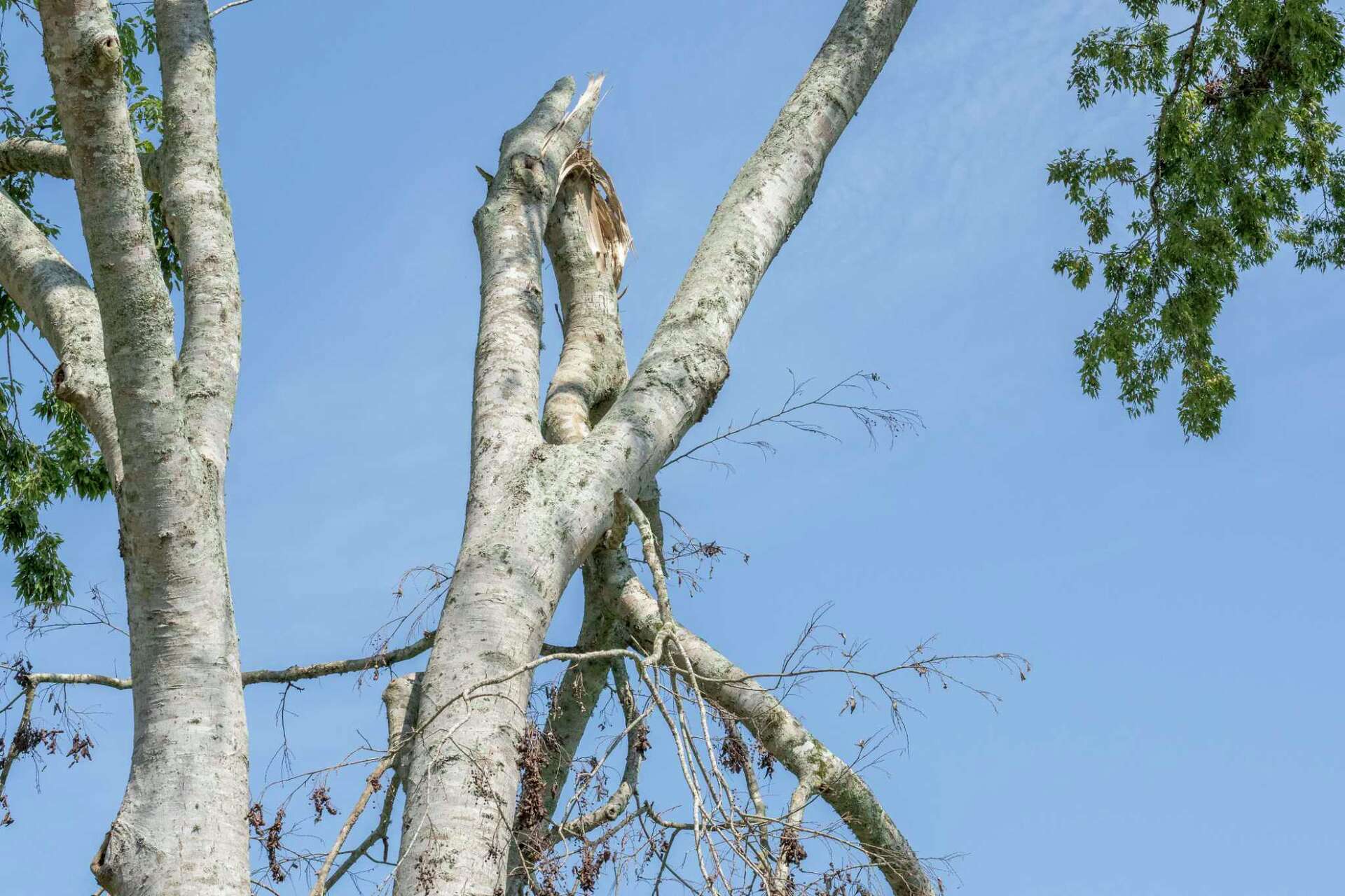 Waterstone Ranch Turkish Farm struggling to recover after Beryl damage