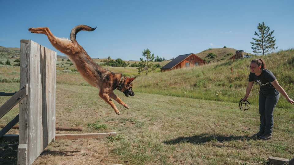 A trainer puts a guard dog through the paces for Svallin. 