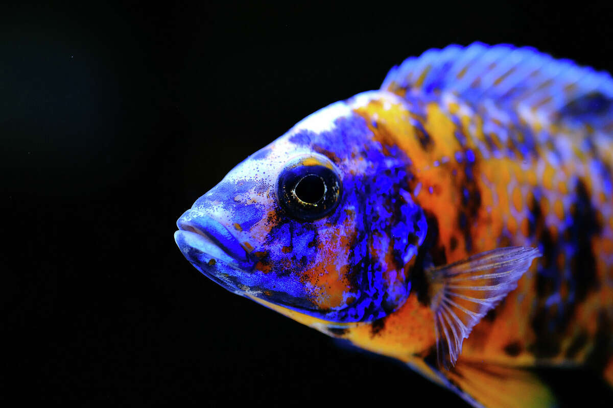 colorful beautiful african cichlid peacock aulonocara fish in aquarium