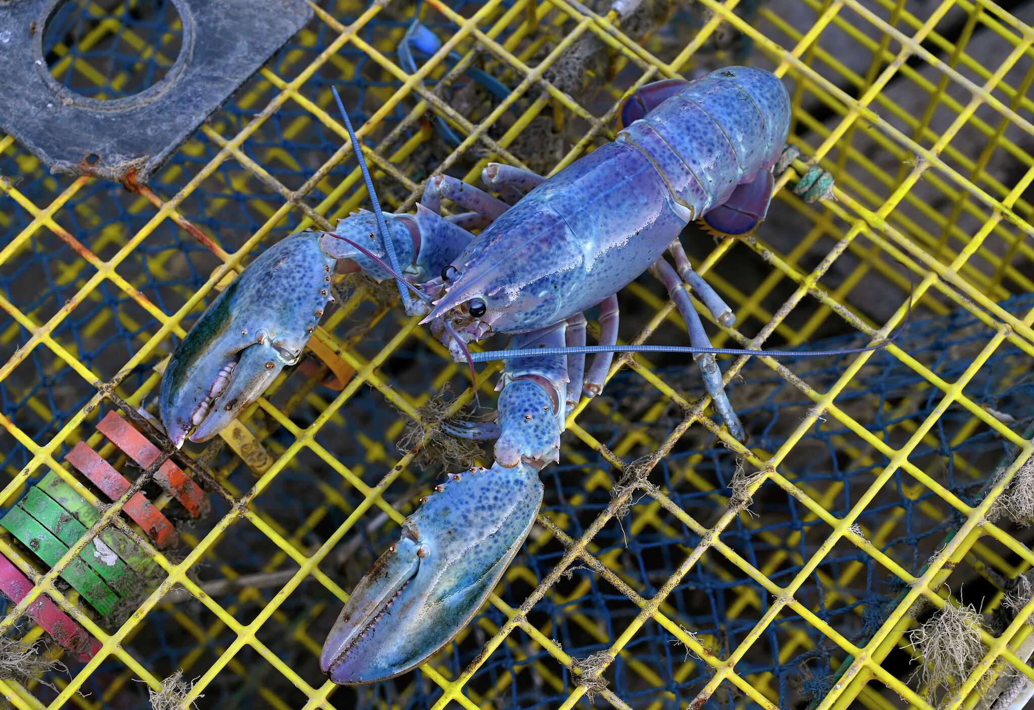 1 in 100 million cotton Candy Lobster Caught In New England Waters 1 in 100 million cotton candy lobster caught in new england waters