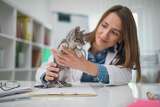 How to Get A Job as an Animal Ultrasound Technician