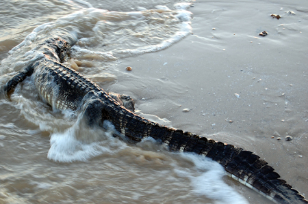 Southeast Texas Wildlife Hit Hard By Ike Beaumont Enterprise