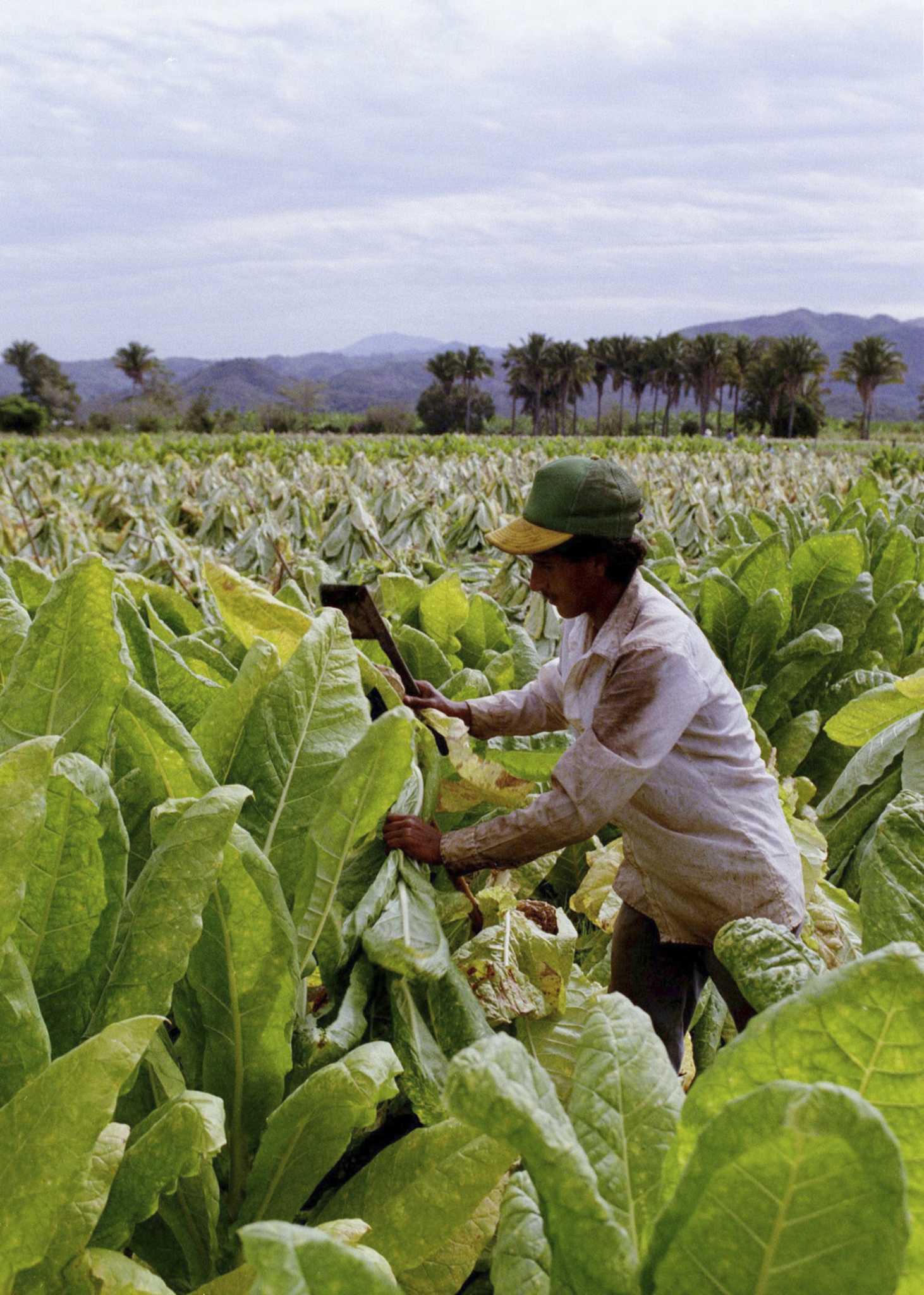 tobacco farm jobs Seasonal Tobacco Worker Job Description