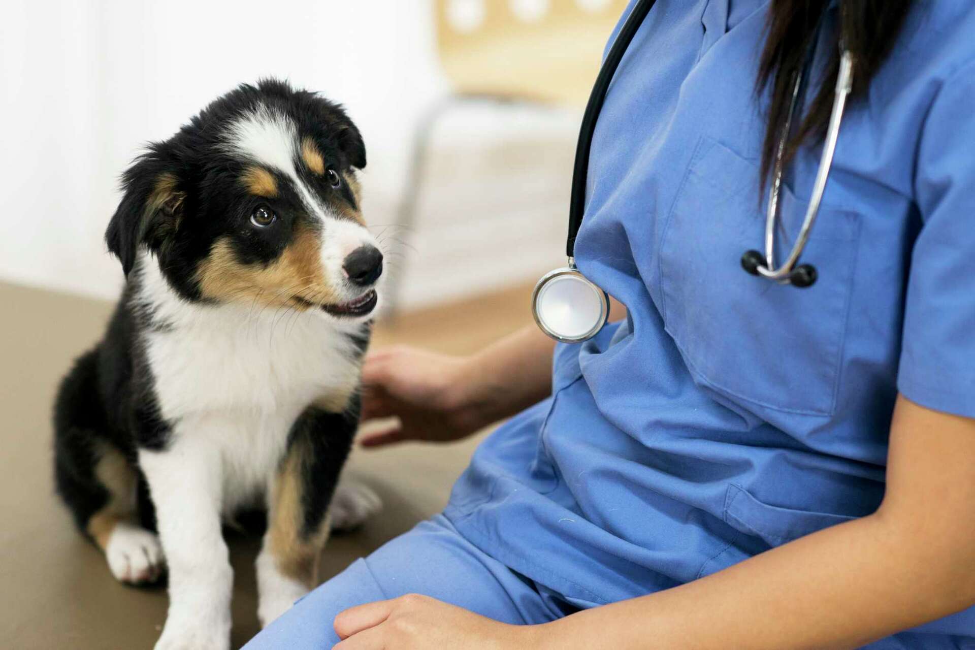 Careers - Dallas Animal Urgent Care | Same Day Emergency and Urgent Care  for Pets, image size:1920x1280