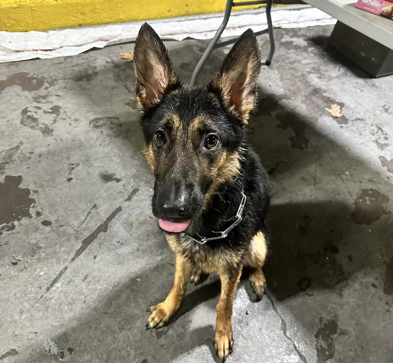 Dog found tied up on Route 8 in Beacon Falls 'skin and bones': Police