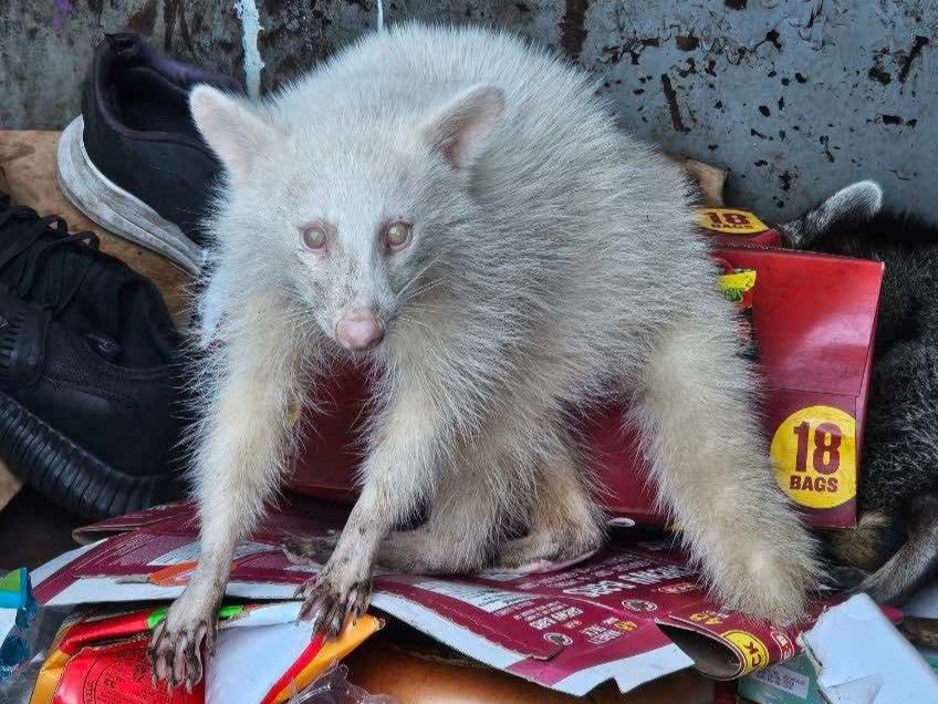 Super rare albino raccoon seen in College Station