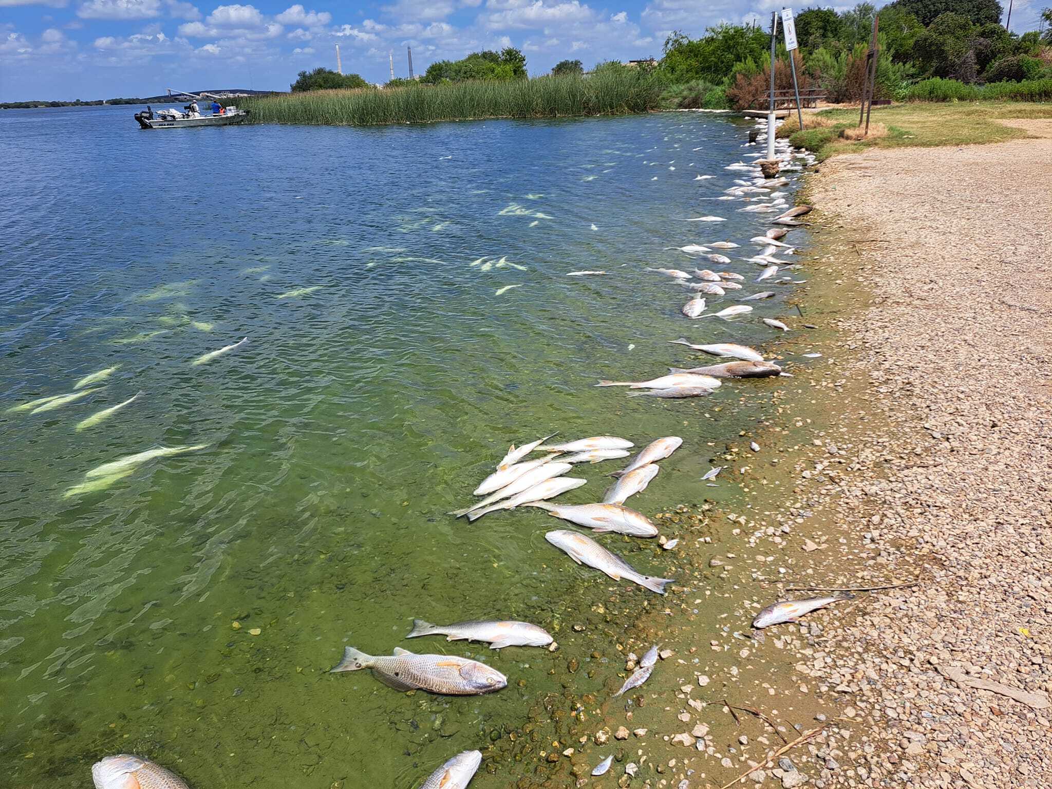 Hundreds of dead fish found in Calaveras Lake