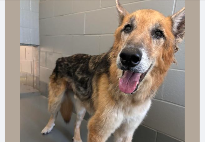 Shepherd found abandoned at Wallingford dog park, officials say