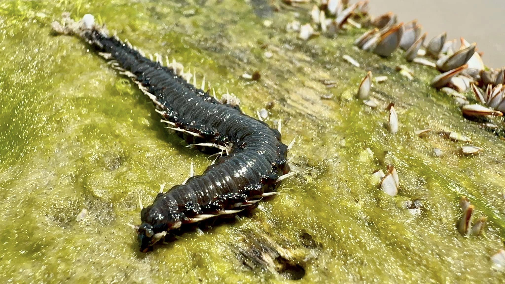 'Worst nightmare' creatures washing up on Texas beaches