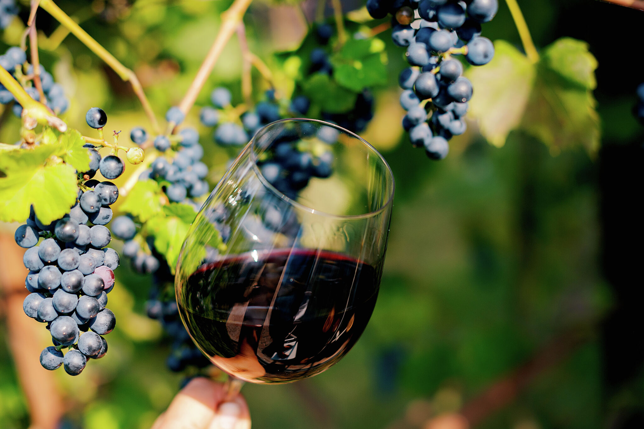 Hudson Valley Wine and Food Festival Everything you need to know