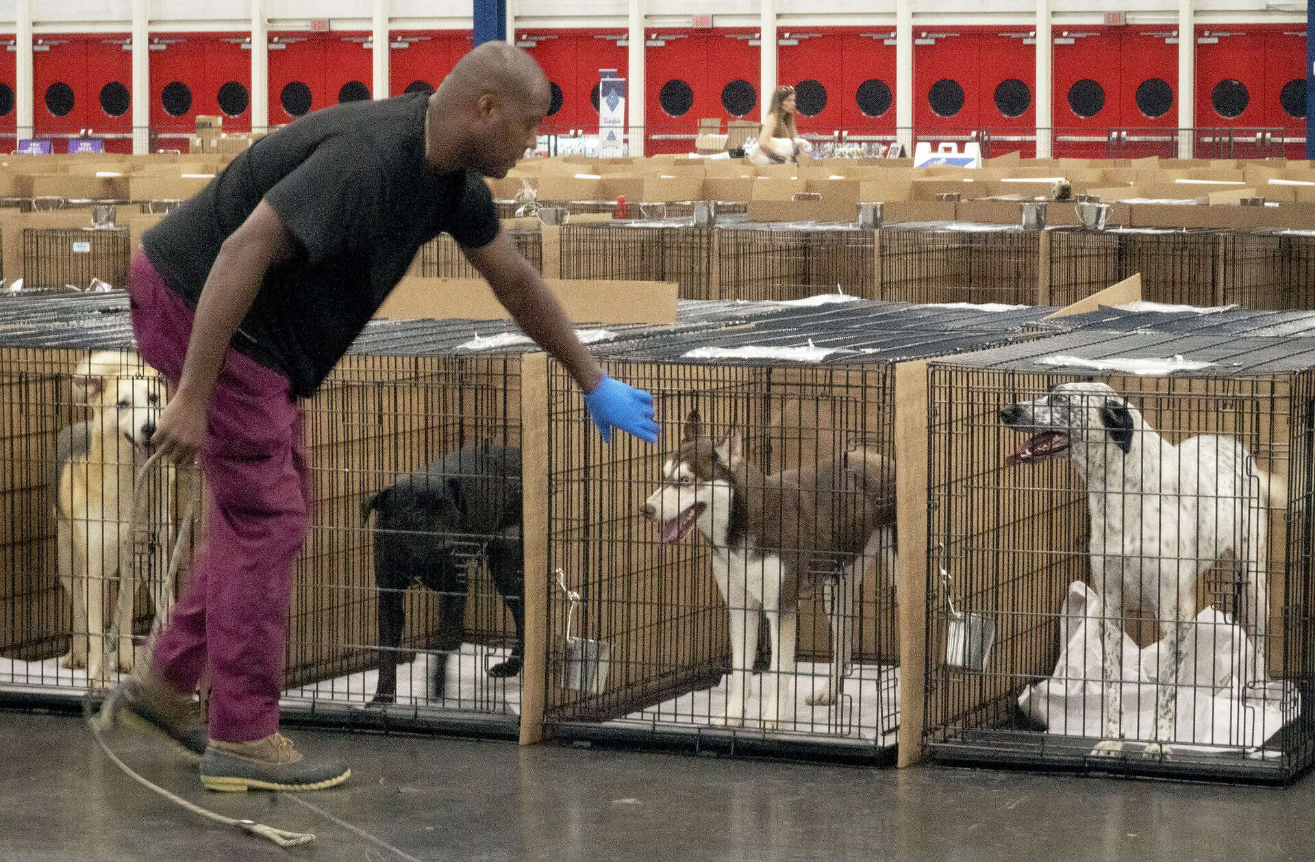 Mega adoption event secures new home for more than 1,000 pets