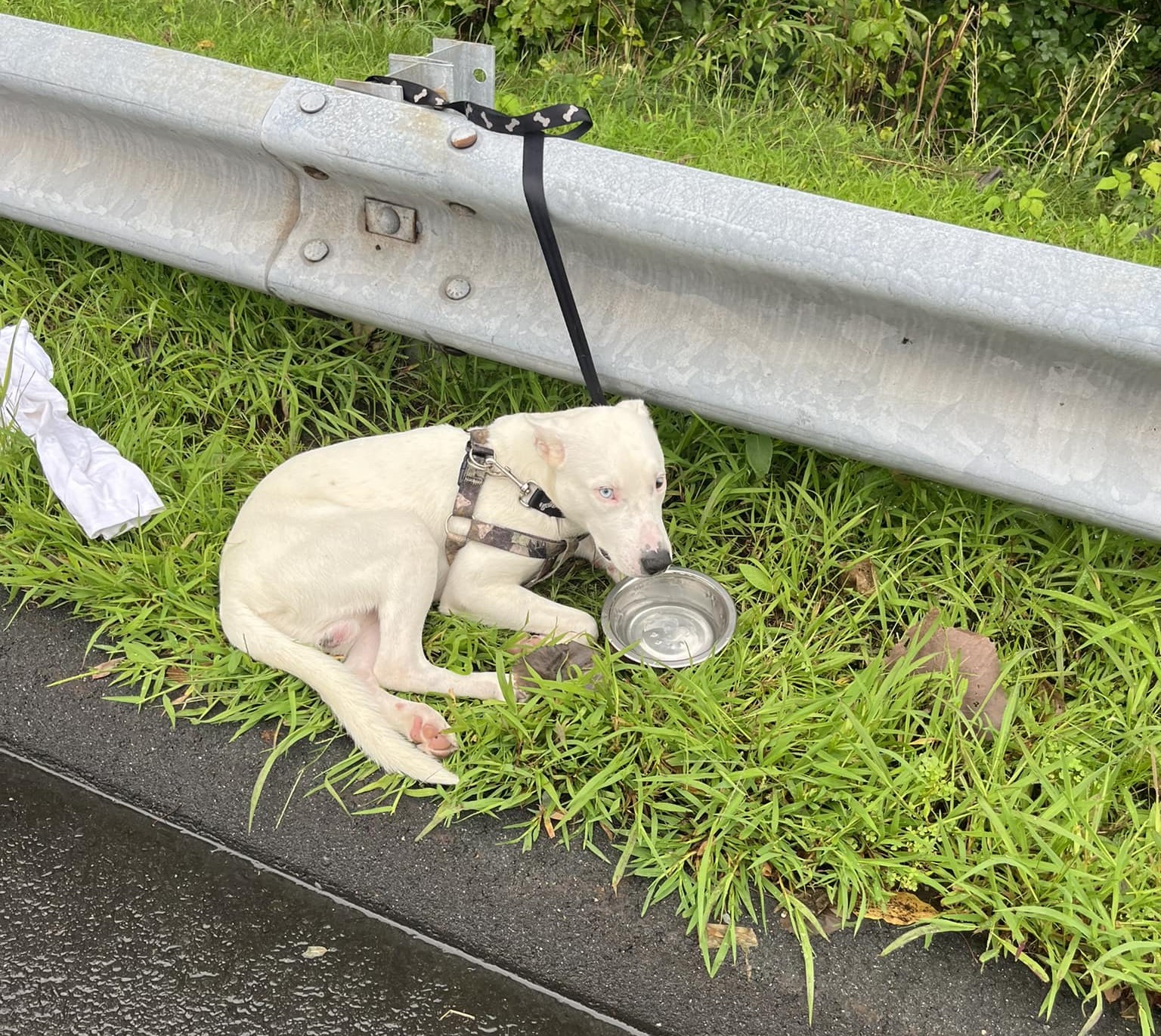 East Hartford officials: Dog found tied to guardrail near Route 2