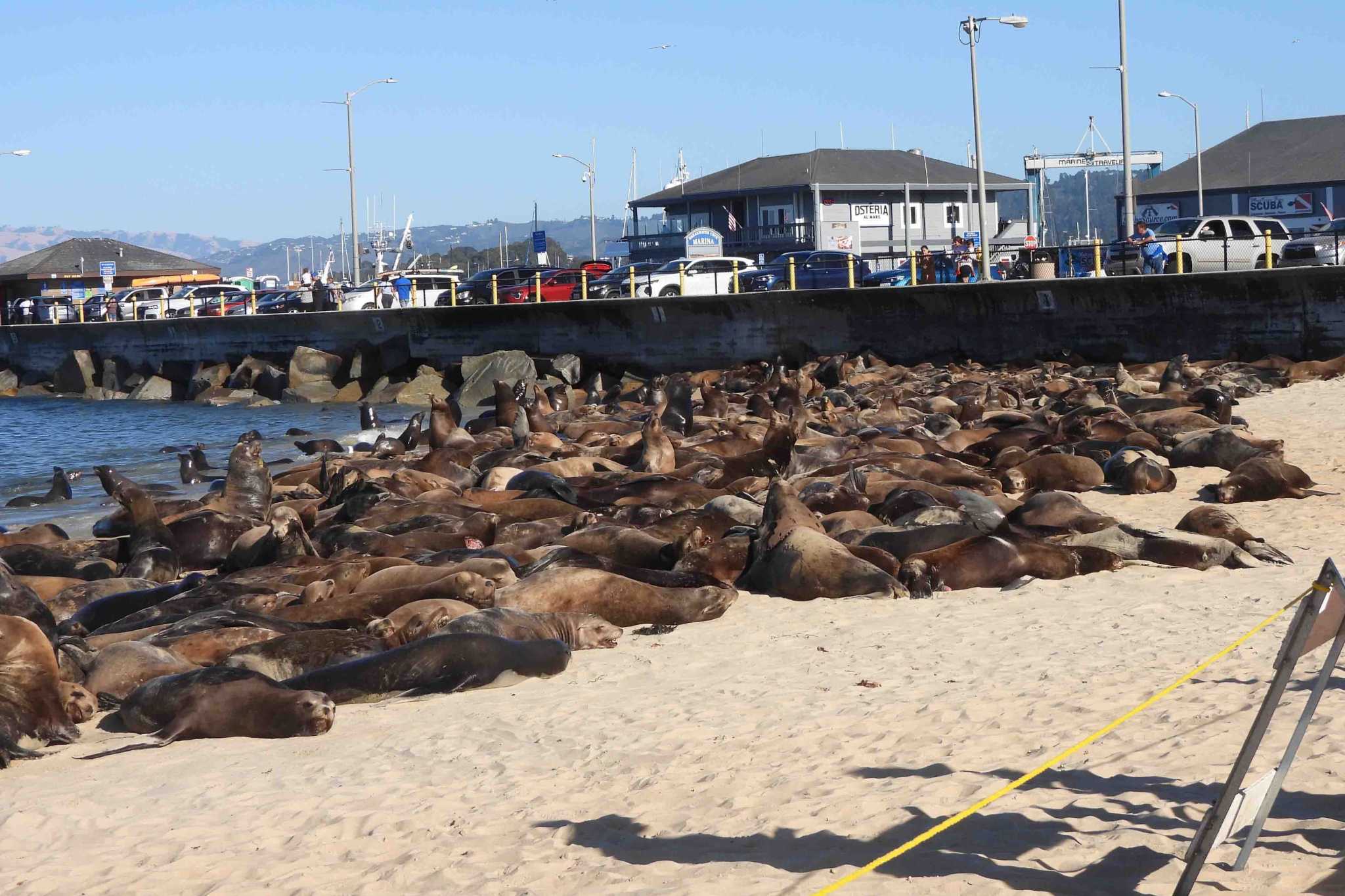 San Carlos Beach Temporarily Closed Due to Sea Lions