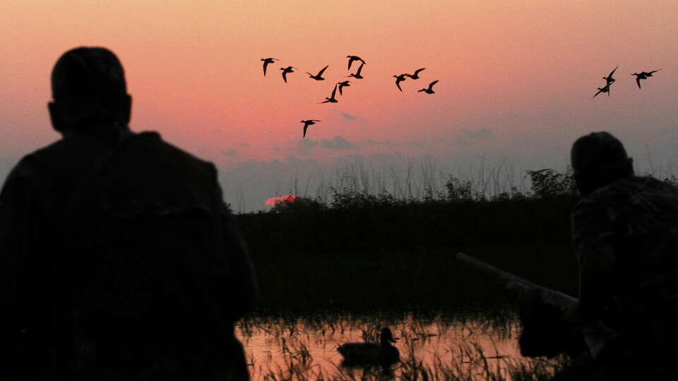 A flock of blue-winged teal swings toward waterfowlers decoys on a Texas coastal wetland.