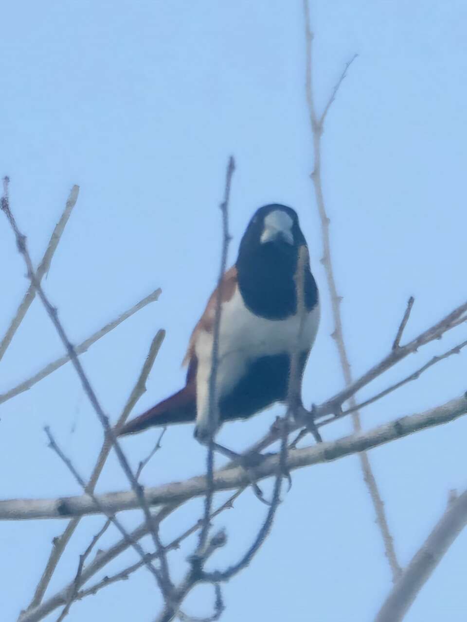 South Asian finch makes 'very rare' visit to South Texas