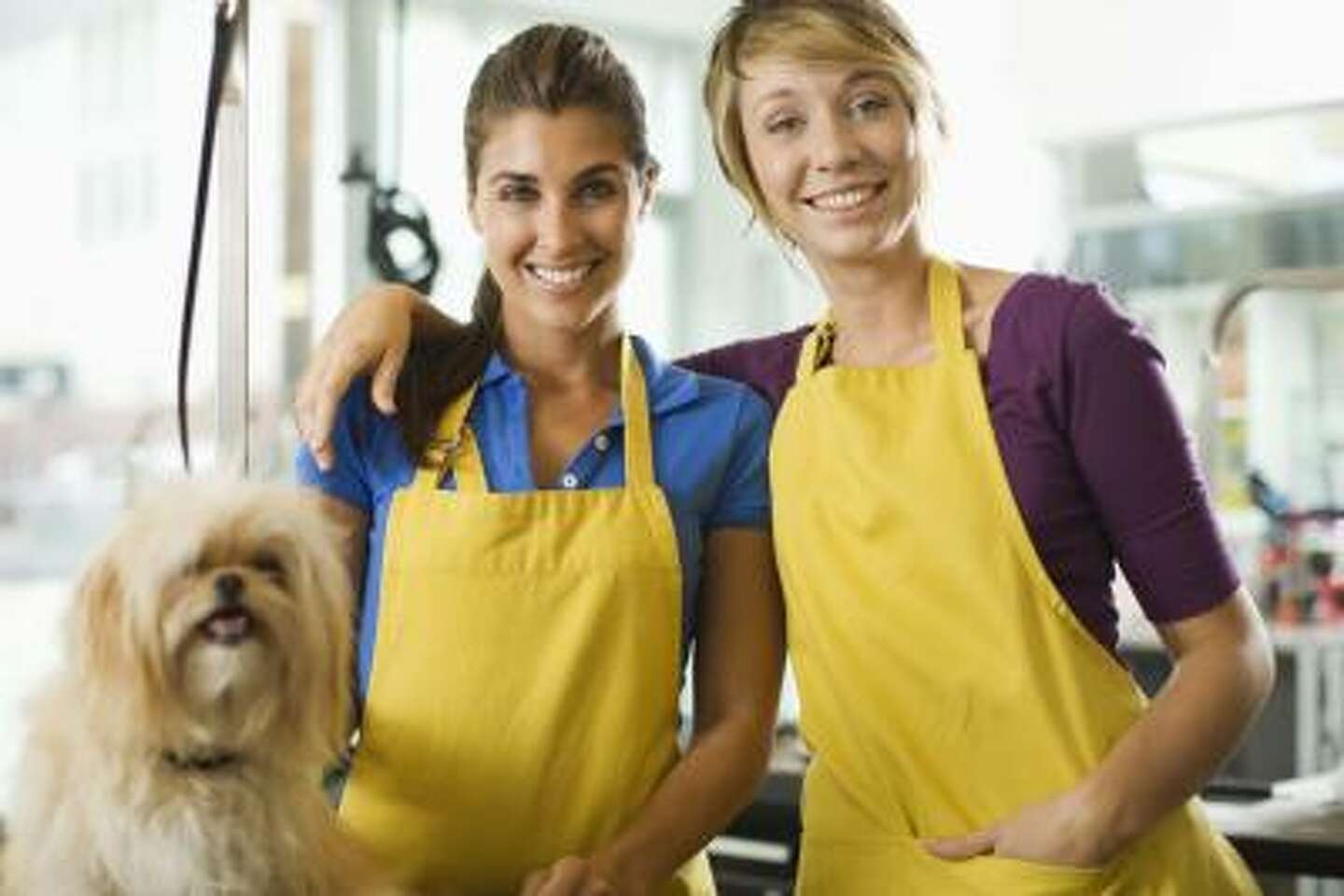 Advertising Ideas for Dog Grooming - Pet Grooming Business Tv Advertising Markdown Pricing