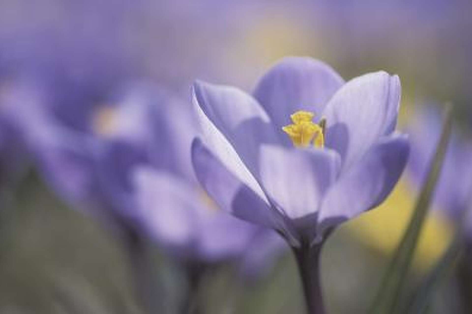 How to Blur a Photo in Photoshop but Isolate One Thing That Is Not Blurred?