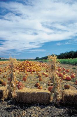 Farm Stock Management The Economics of Farm Inventory Management
