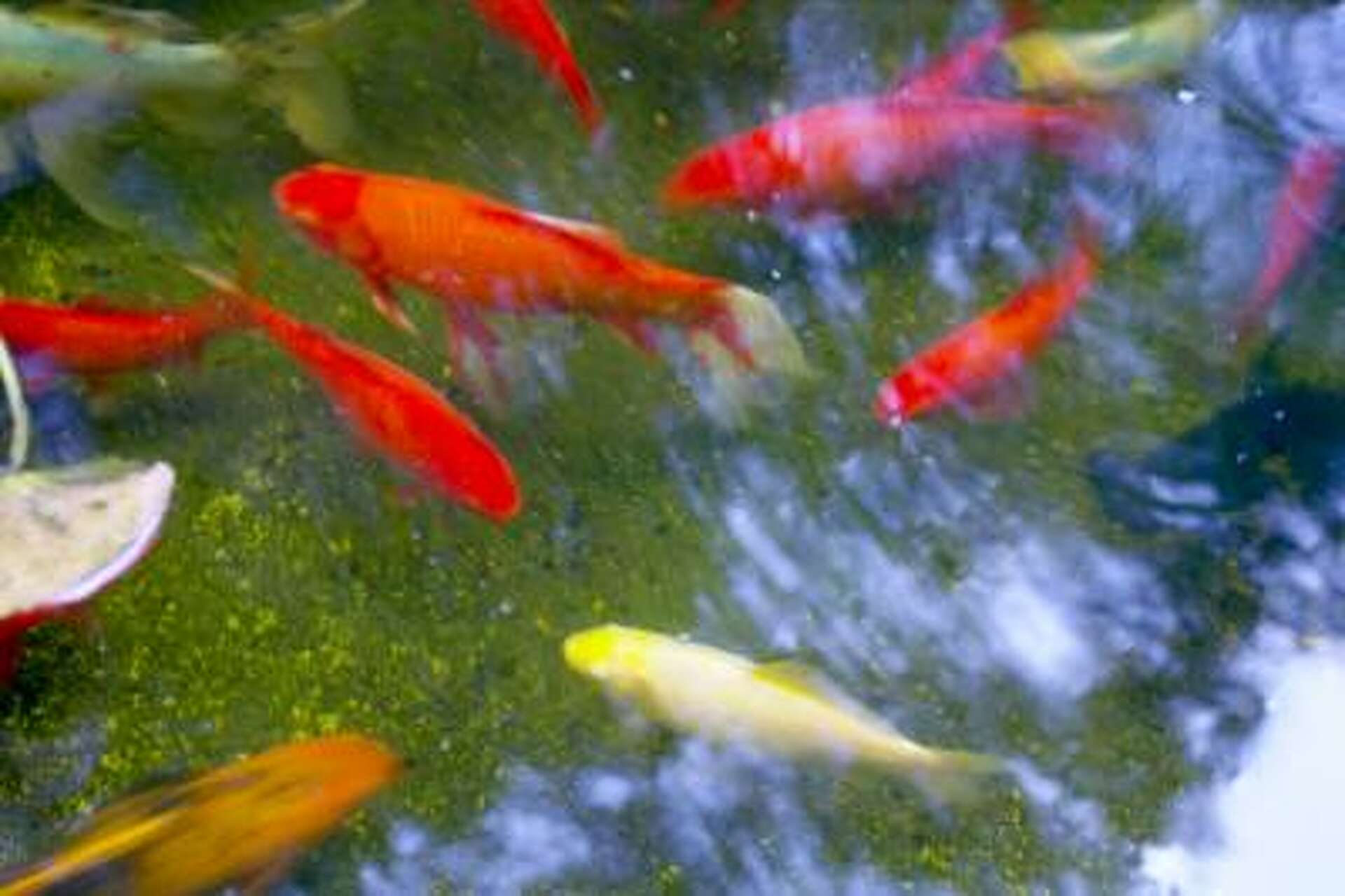 Raising Koi Fish for Profit