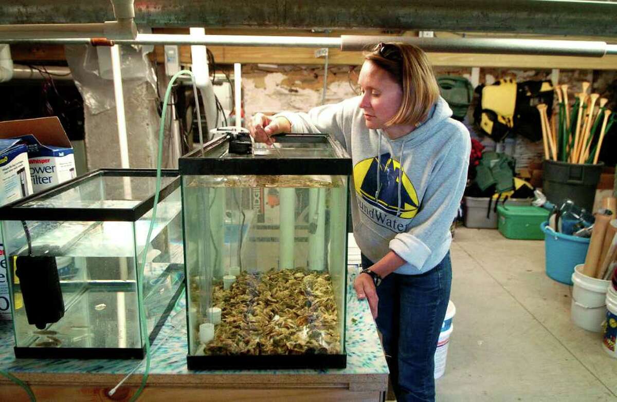 Amy Arent measures the water temperature in one of the tanks at Soundwaters where they are doing a long term study on oysters and how they adapt to different habitat, working in the basement of their building in Cove Island Park on Monday November 1, 2010.
