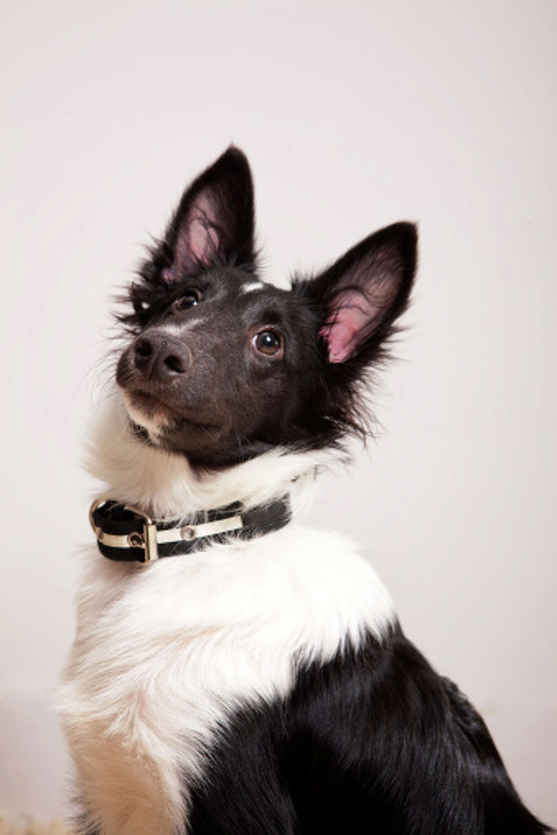 How to Start Breeding Dogs: Essential Tips for Success