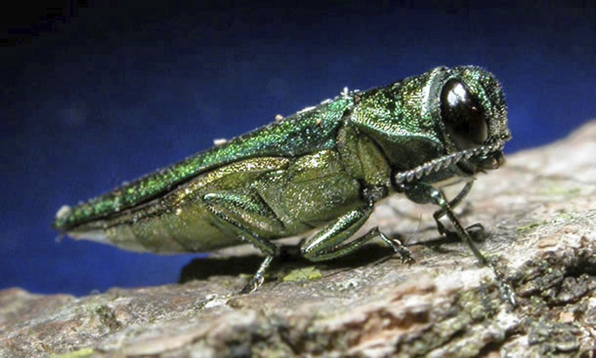 A fearsome tree-killing beetle has reached North Dakota