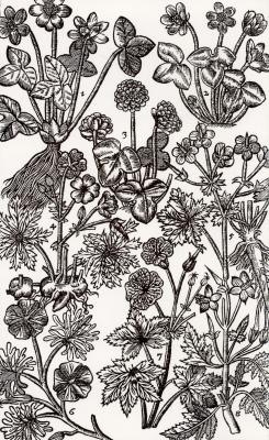 How to Do Woodcut in Illustrator