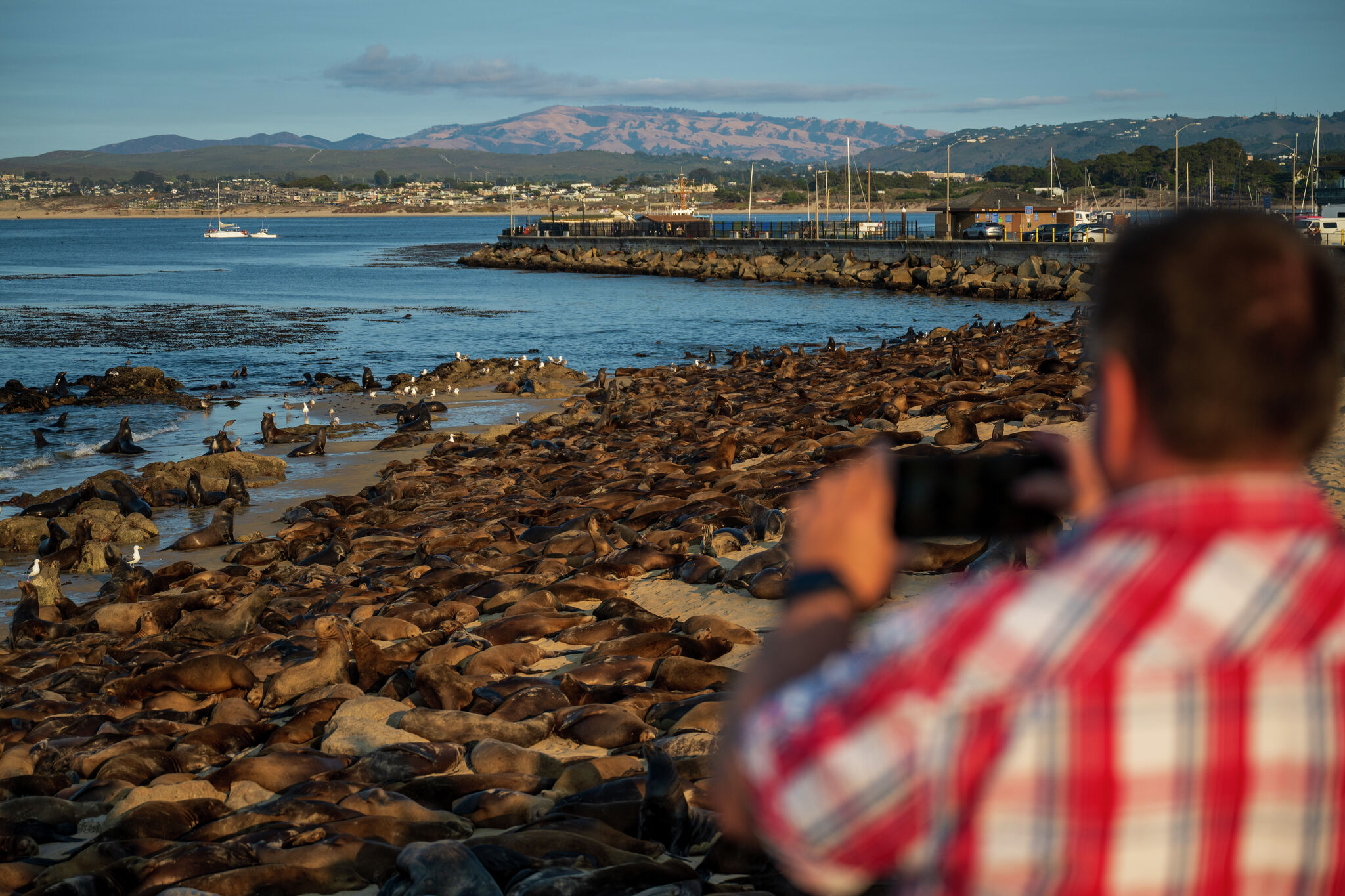 Huge gathering of sea lions continues to block California beach