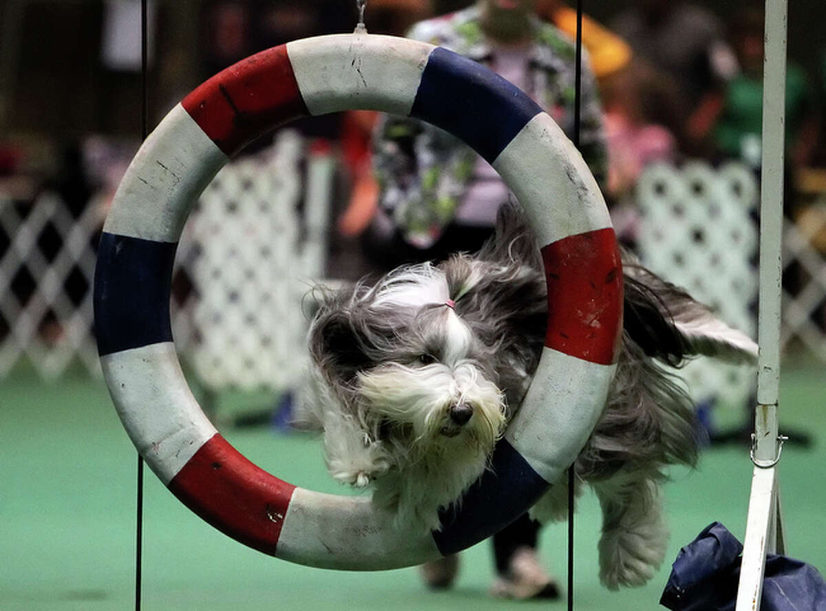 Dog Agility Competition