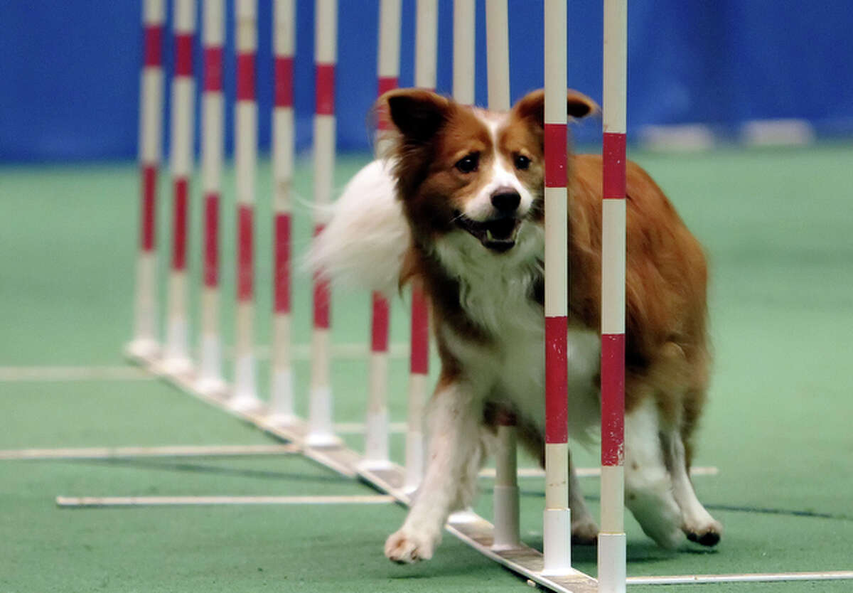 Dog Agility Competition