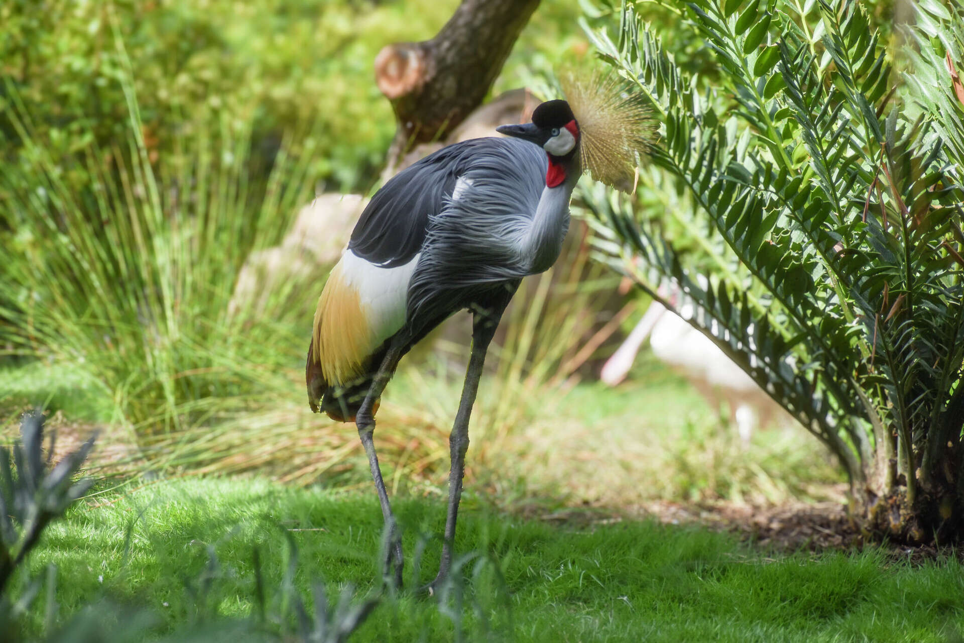 Houston Zoo Birds of the World 2025: Ultimate Guide & Top Highlights