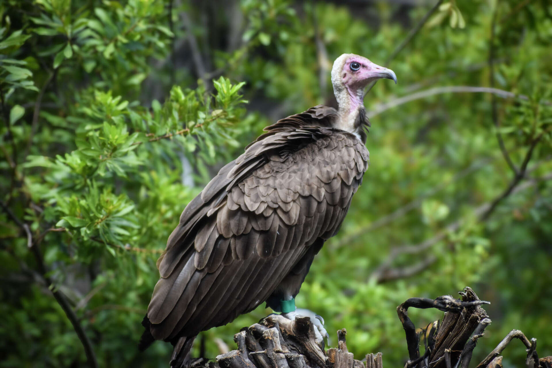 Houston Zoo Birds of the World 2025: Ultimate Guide & Top Highlights