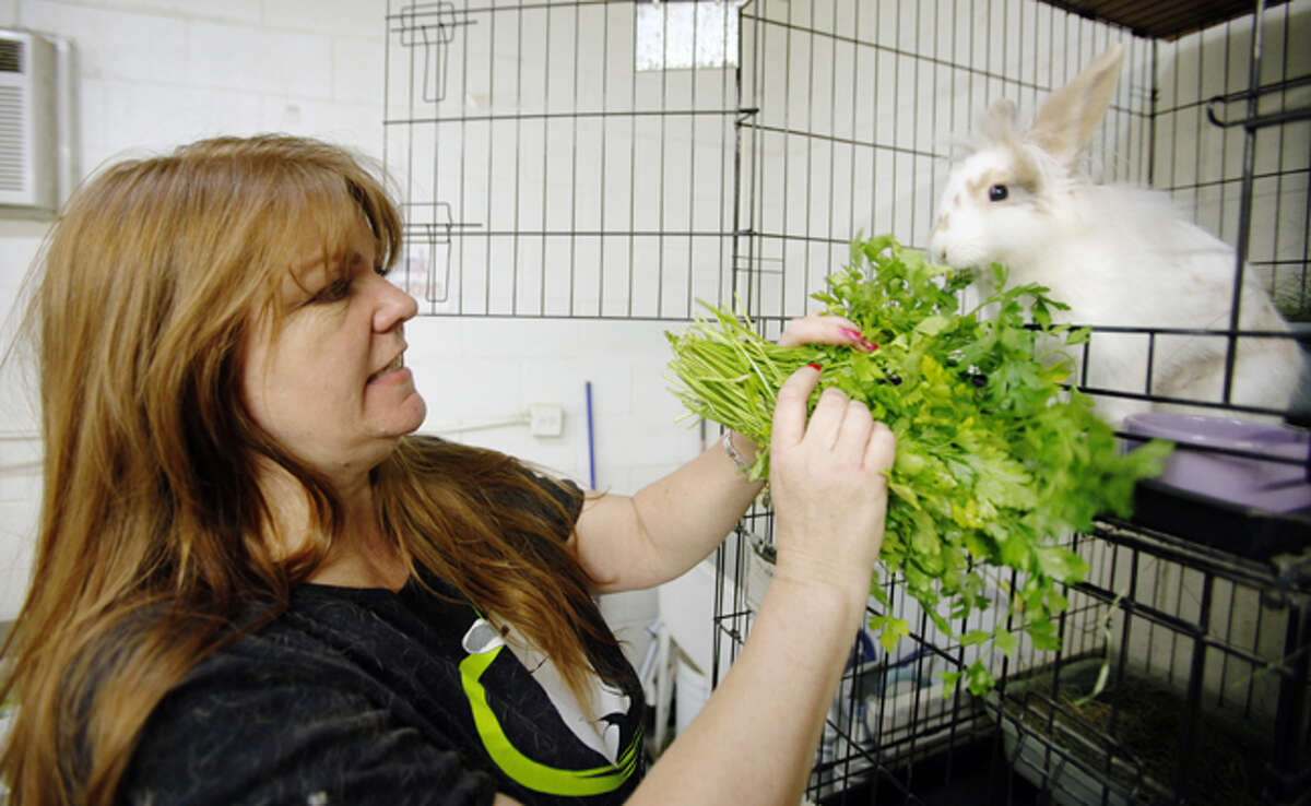 Summer brings glut of unwanted, discarded rabbits