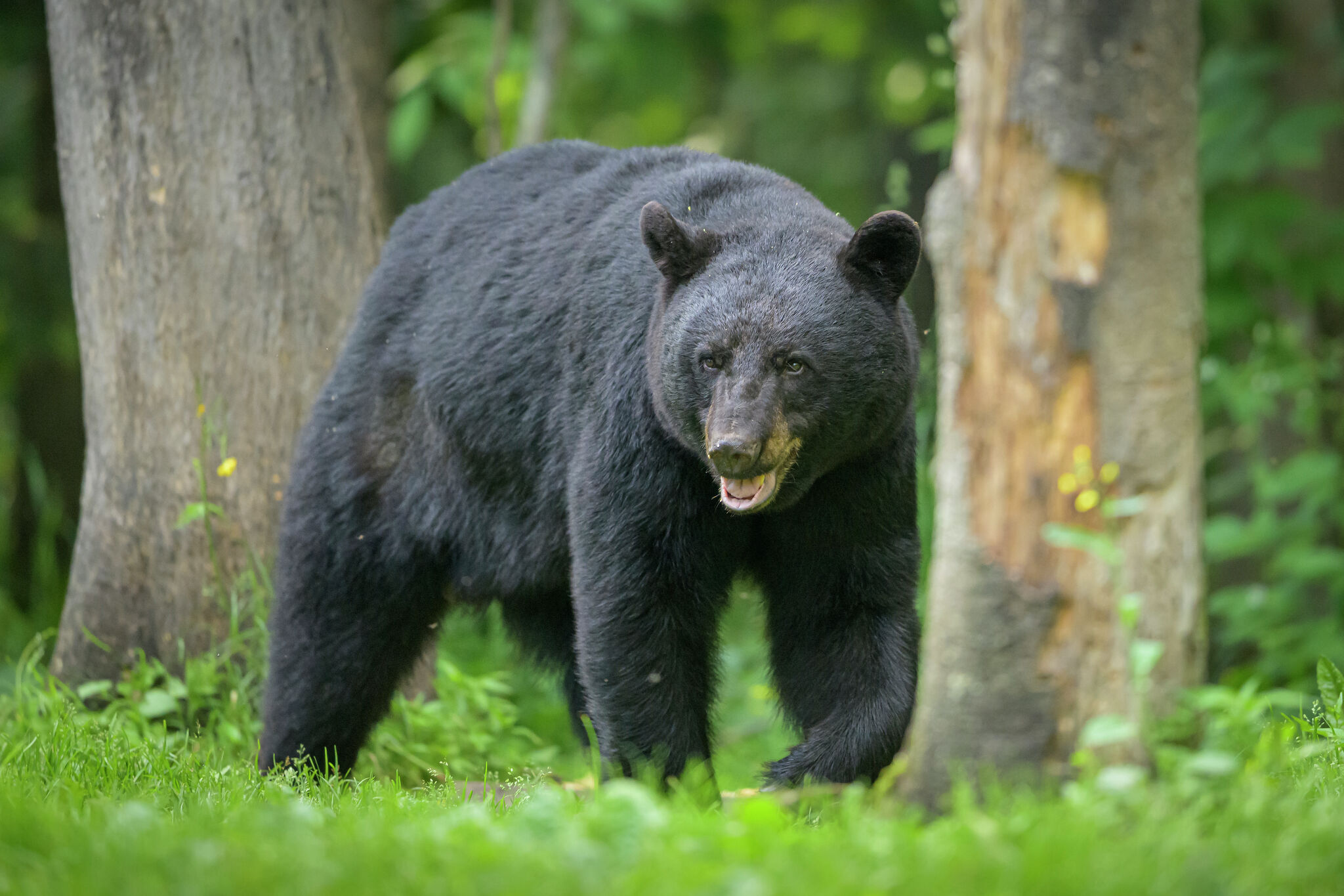 Black bear surprises CT family playing in their driveway