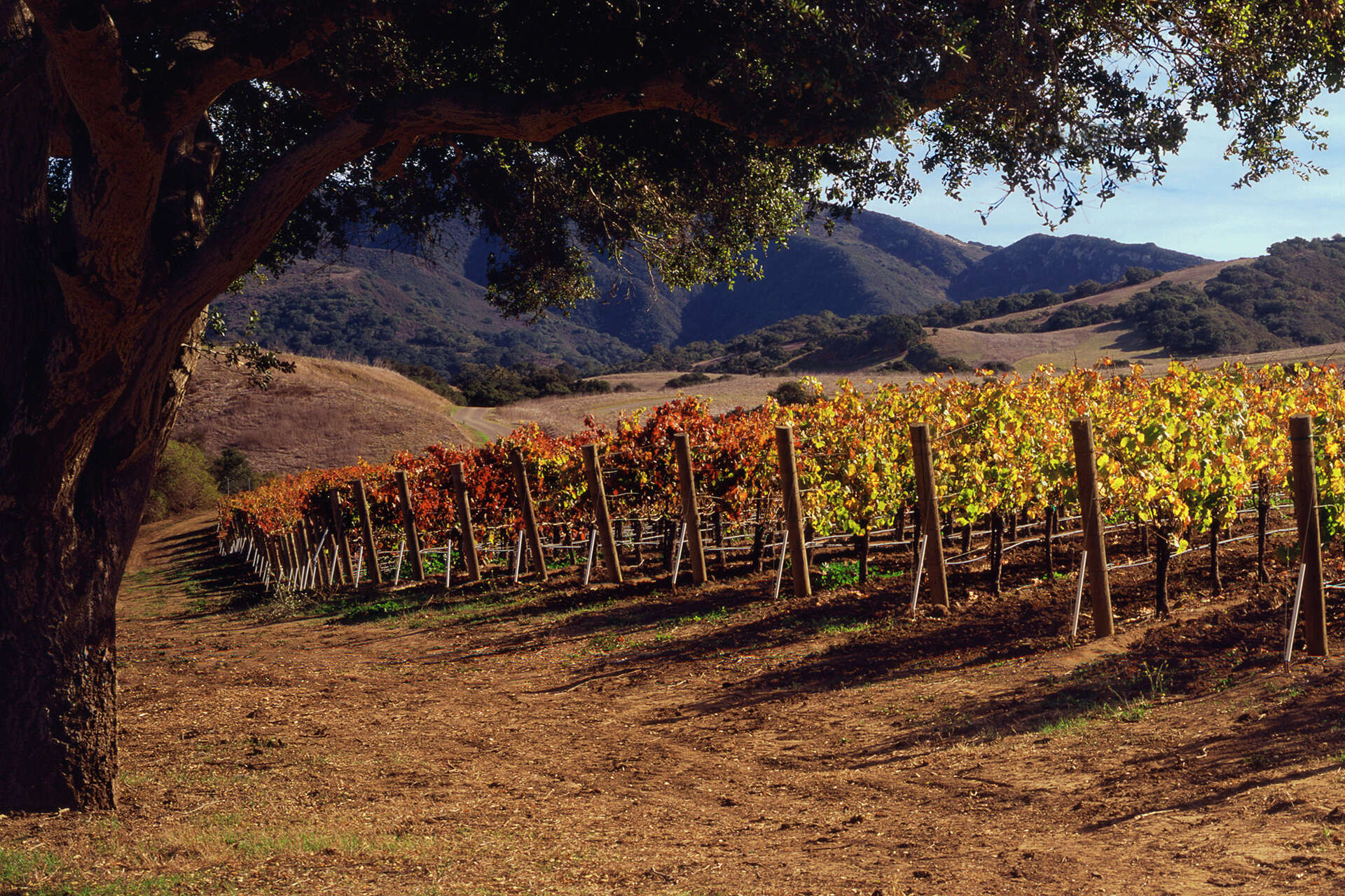Disappointing locals, coastal Calif. city won't join new wine country