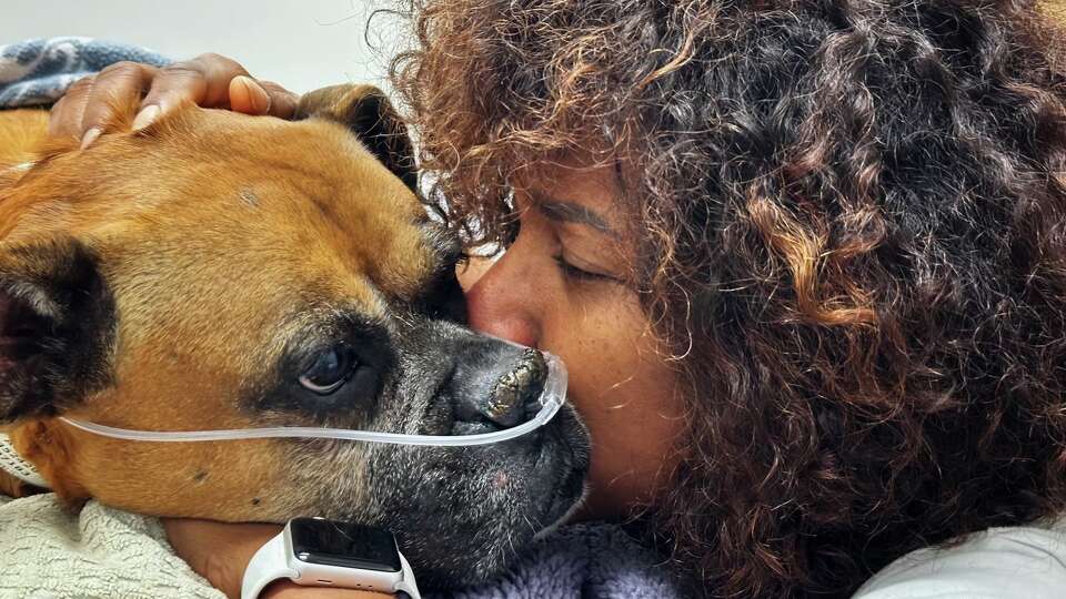 Houston Chronicle columnist Joy Sewing appears with her boxer dog Ava at Gulf Coast Veterinary Specialists on August 22, 2024.  Sewing adopted while on assignment in 2013. Ava became a rockstar with children as she traveled across Texas on a book tour for Sewing's children's book, 'Ava and the Prince: the Adventures of Two Rescue Pups.' Ava died of complications related to a brain turmor.