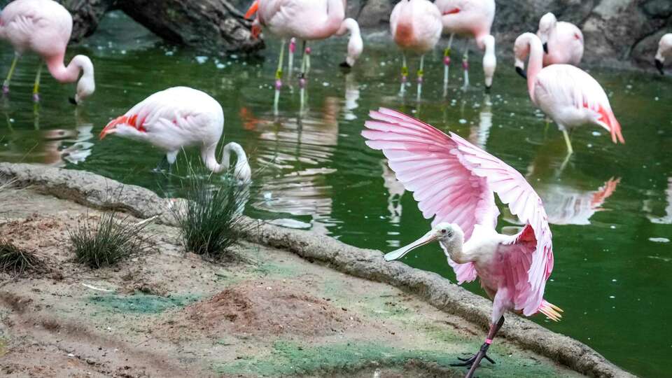 A roseate spoonbill lands on an island in the Houston Zoo’s new Birds of the World exhibit on Friday, Aug. 30, 2024 in Houston. The exhibit highlights bird species from three different parts of the world: African savanna, North American woodlands and South American wetlands.