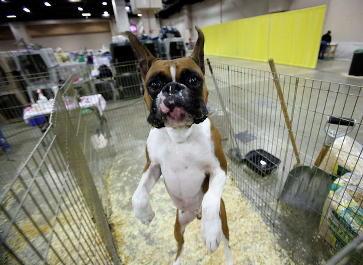 Dog Show