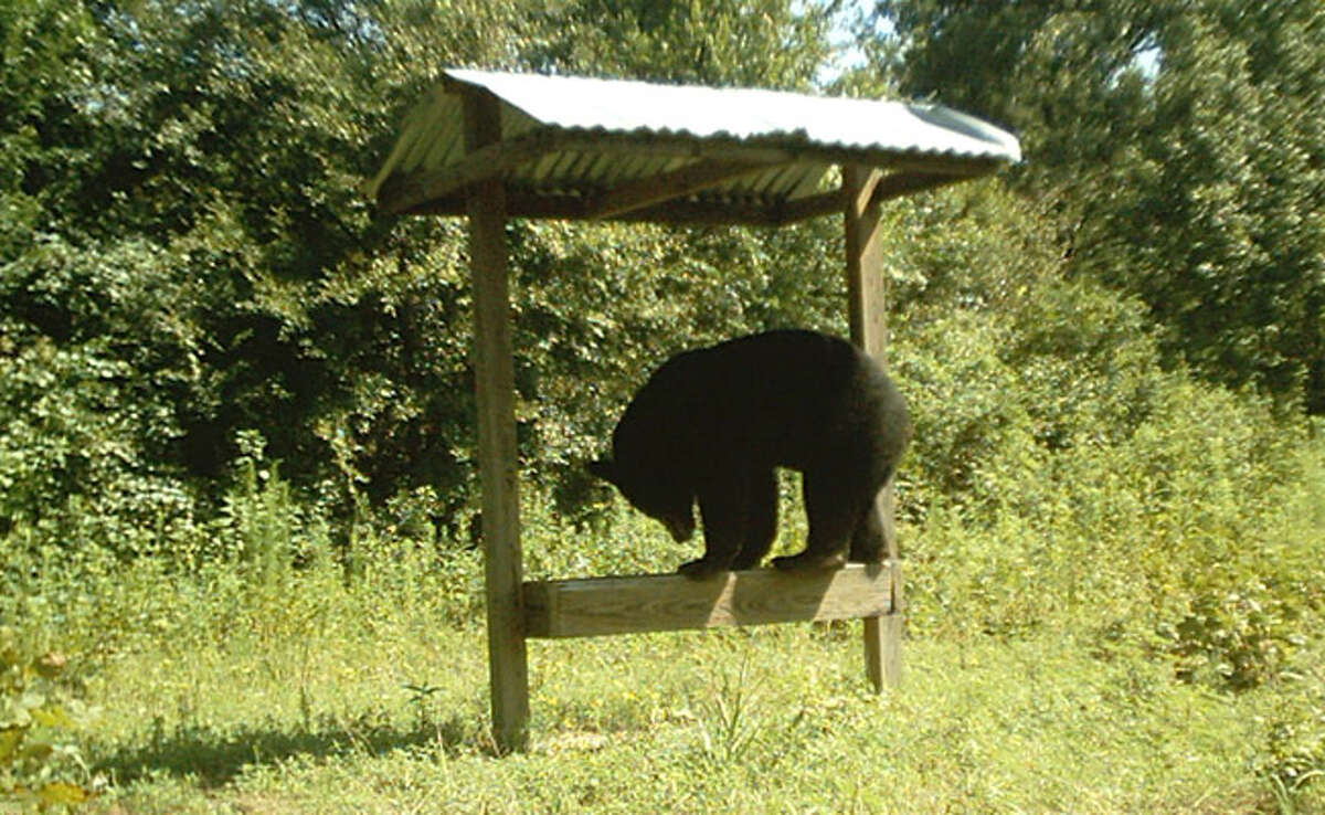 A camera set up by East Texas ranch owner Don Benton captured this scene of a black bear last Aug. 12. Bears are slowly making a return to the woods of East Texas thanks to thriving bear populations in Oklahoma, Arkansas and Louisiana.