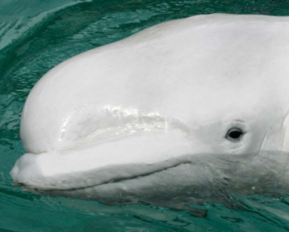 Qannik, a 6-year-old beluga whale, swims in a tank at his new home at the Point Defiance Zoo & Aquarium in Tacoma, Wash., in 2007. The state of Alaska sued on Friday, June 4, 2010, to overturn the listing of beluga whales in Cook Inlet, home to the Port of Anchorage, as an endangered species.